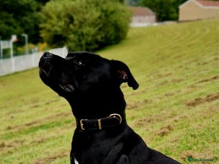 Staffordshire Bull Terrier dogs in Swansea - Advert 7