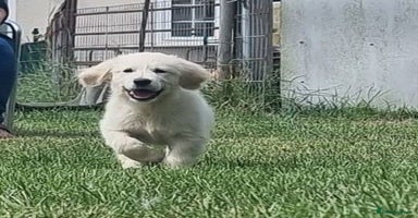 Golden Retriever dogs - Advert 10