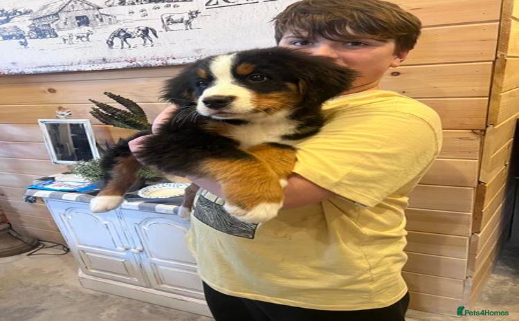 Bernese Mountain Dog dogs - Advert 1