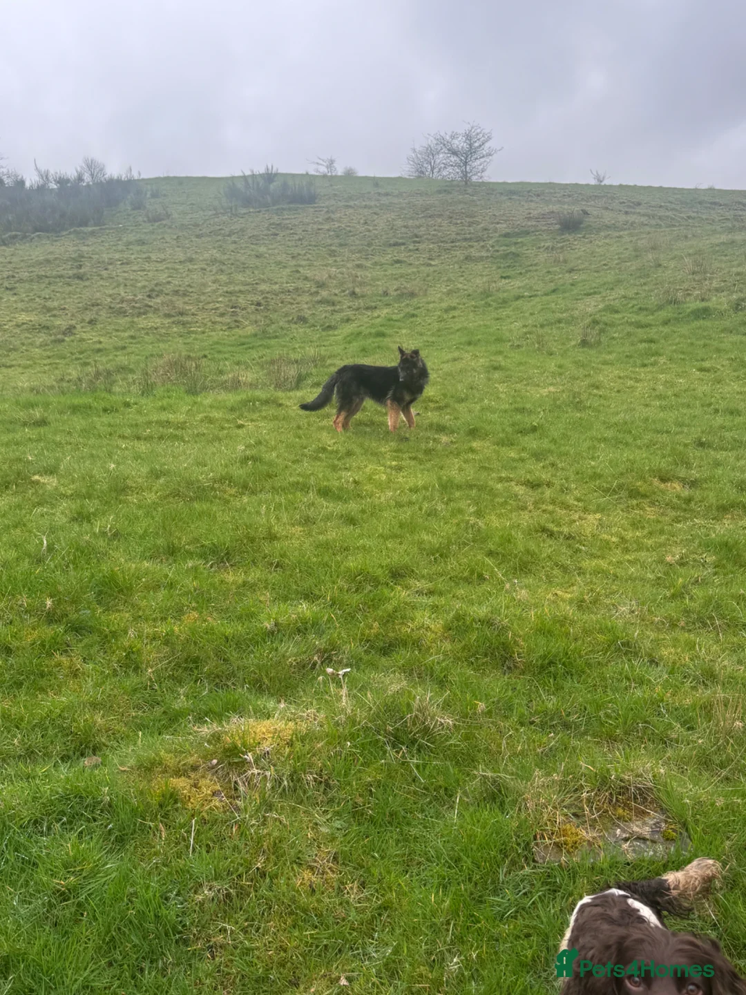 German Shepherd dogs for sale: German Shepard dog 8 months old in Halifax - Advert 3