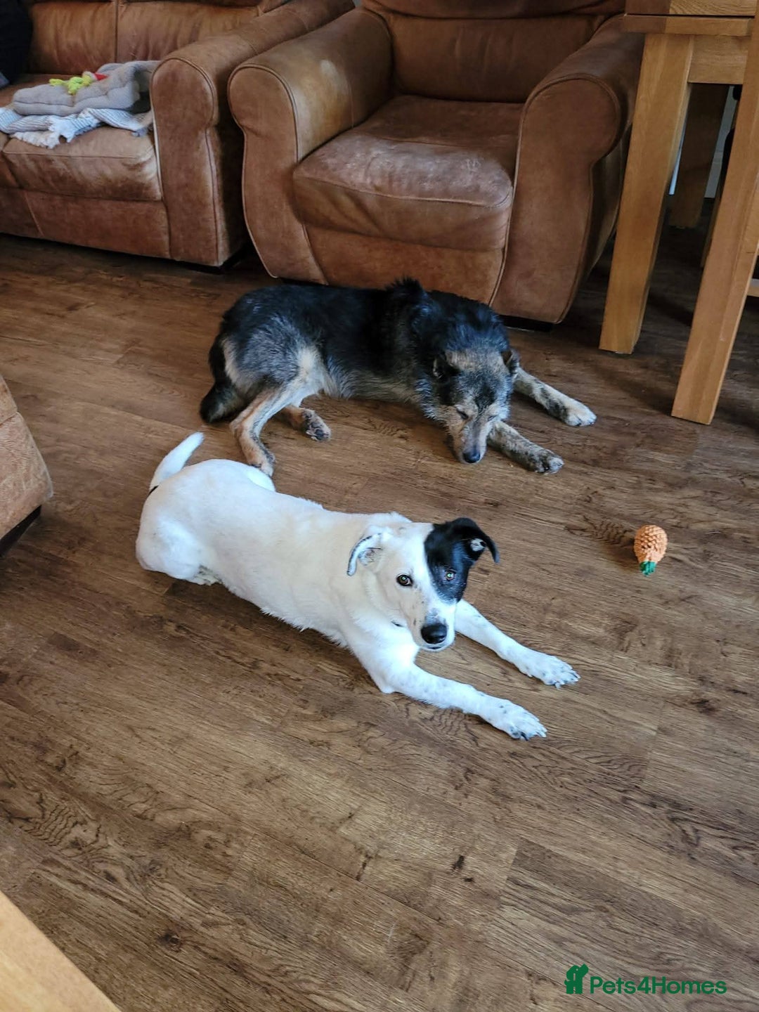 Mixed Breed dogs for adoption: Meet Alfie, currently residing in Buckinghamshire  - Advert 8