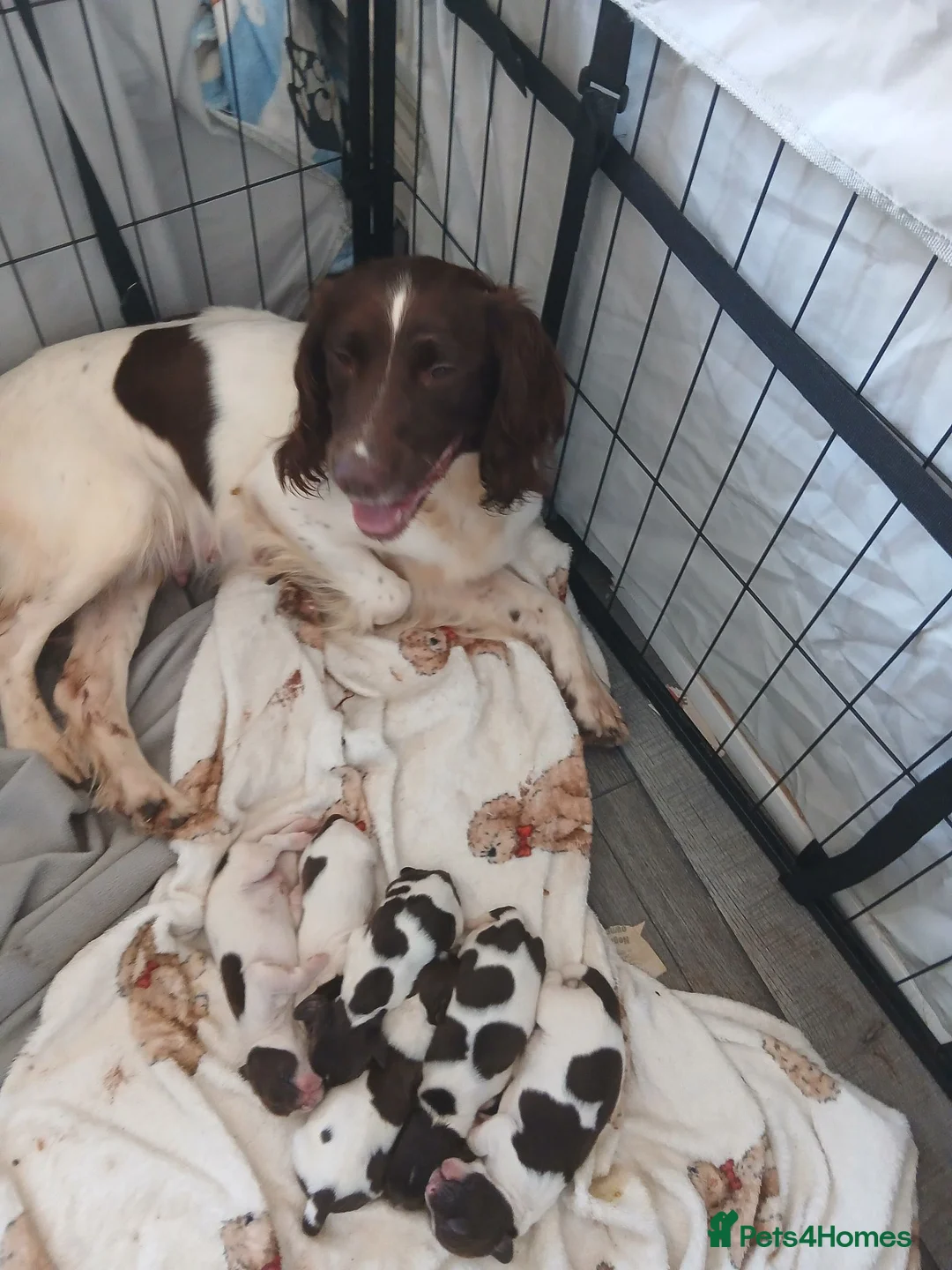 English Springer Spaniel dogs for sale: Springer spaniel - Advert 16