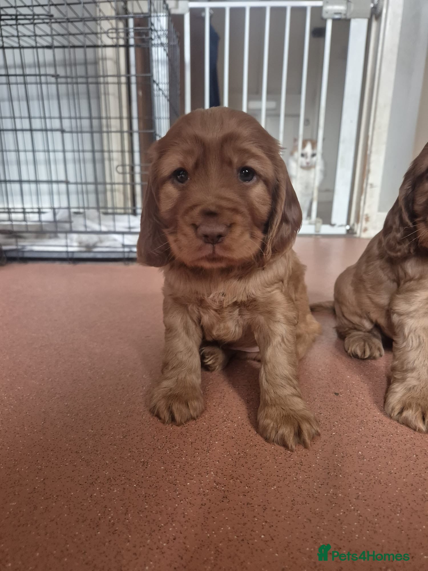 Cocker Spaniel dogs Golden red cocker spaniel pups - Advert 1