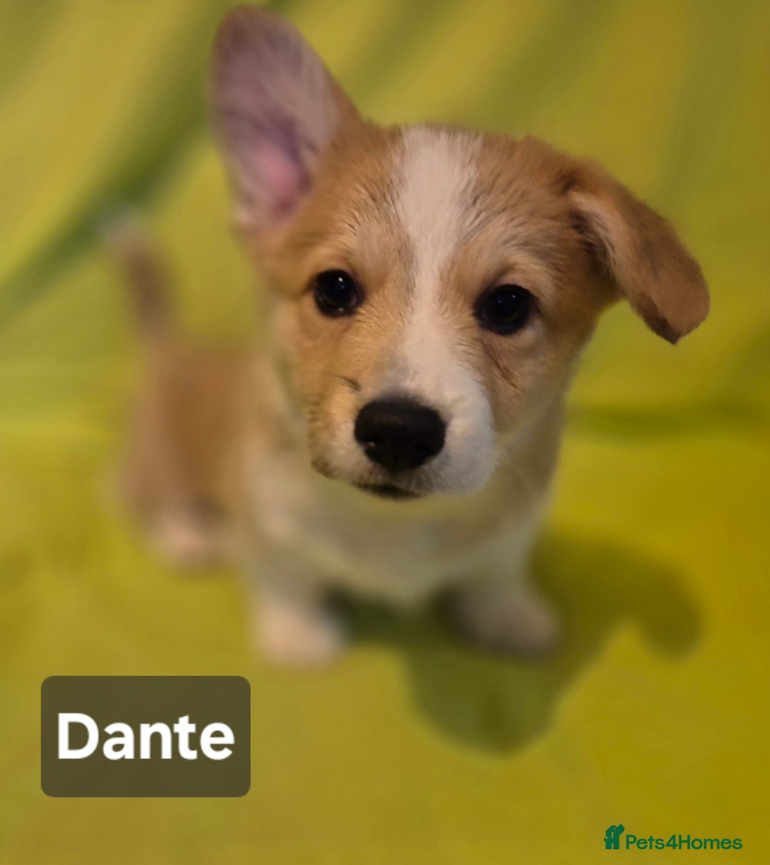 Welsh Corgi Pembroke dogs for sale: 8  Wales Pembroke Corgi puppy's - Advert 37