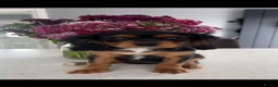 Cavalier King Charles Spaniel dogs for sale: beautiful cavalier King Charles puppies  - Advert 7