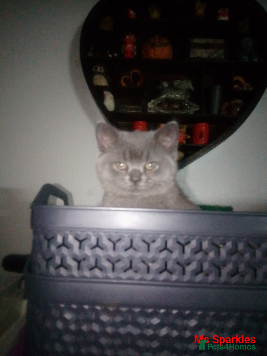 British Shorthair cats for sale: 1 blue BSH girl left for sale  in Burnley - Image 3