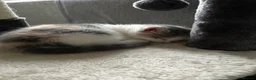 Domestic Shorthair cats for sale: Kittens mixed  - Advert 12