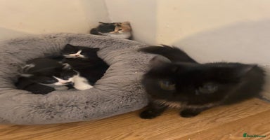 Mixed Breed cats Long haired mixed breed - Advert 3