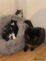 Mixed Breed cats Long haired mixed breed - Advert 4