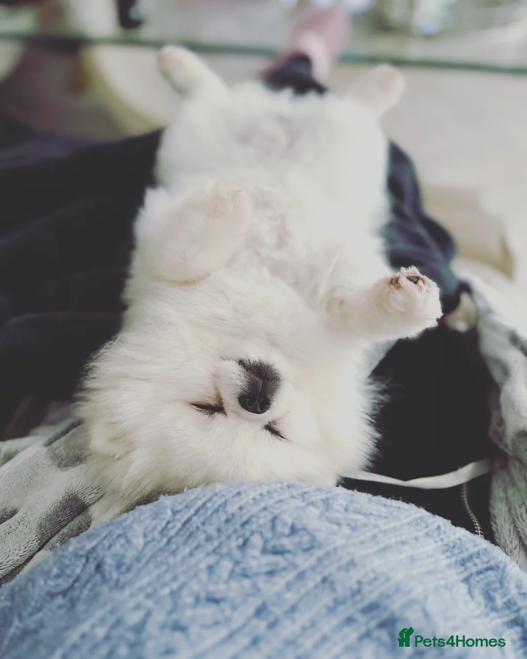 Pomeranian dogs for stud:  🏆 Asian White🏆 Pom TINY - Advert 17