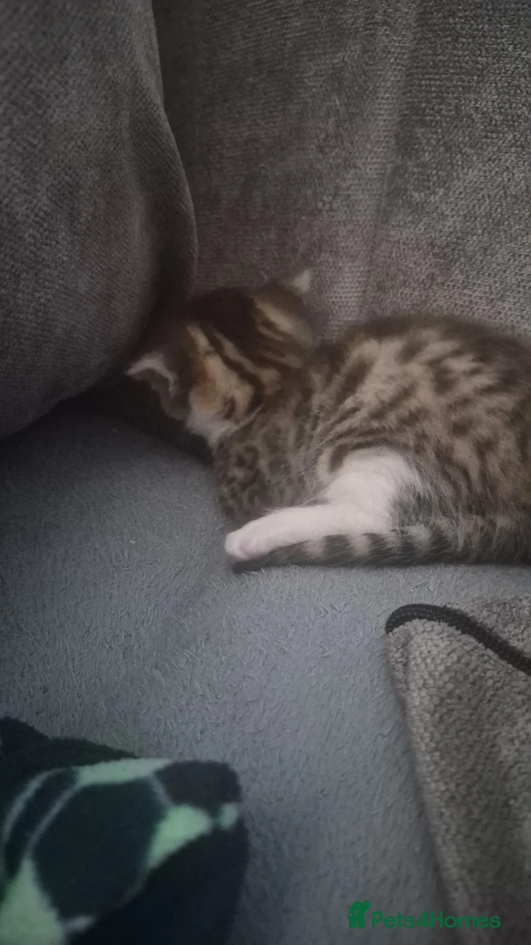 Mixed Breed cats for sale: 2 little beautiful kittens - Advert 13