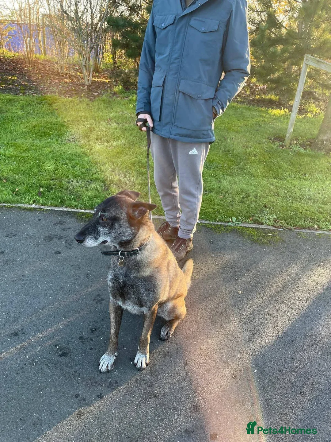 Mixed Breed dogs for adoption: Meet Sasha, currently residing in Merseyside  - Advert 3