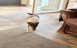 Fox Terrier dogs for adoption: Sweet Mizzo looking for LOVE - Image 14