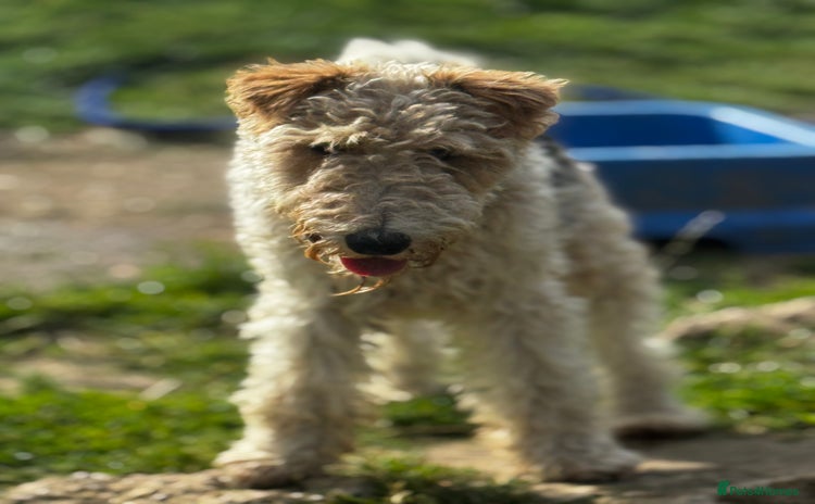 Fox Terrier dogs - Advert 2