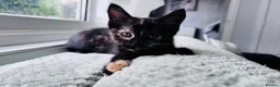 Mixed Breed cats for sale: Beautify taby girl - Advert 6