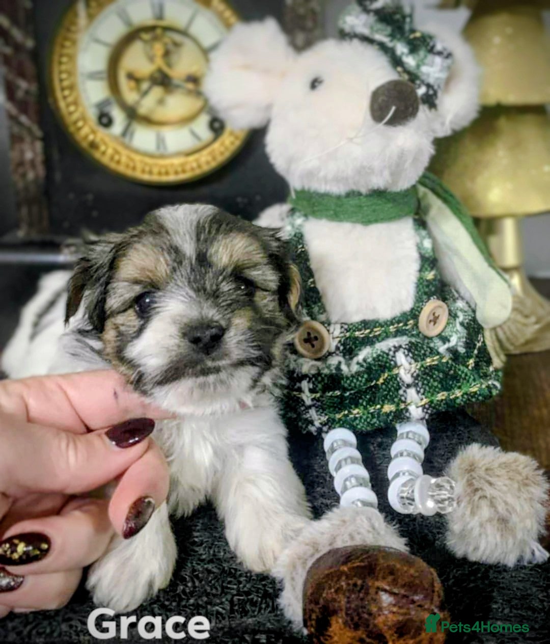 Biewer Terrier dogs for sale: Biewer Terrier puppies-White yorkie  - Advert 2