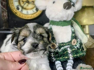 Biewer Terrier dogs Biewer Terrier puppies-White yorkie - Advert 11