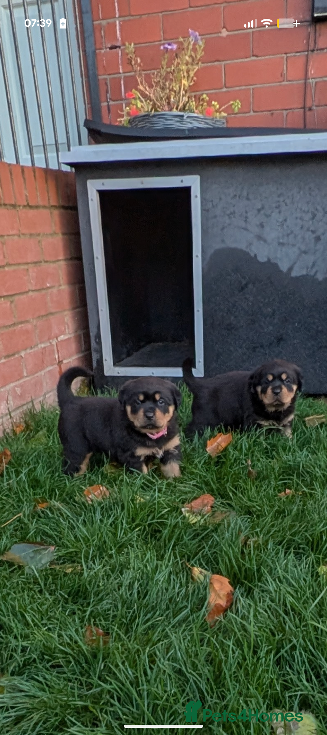 Rottweiler dogs for sale: Exclusive UK Rottweiler Puppy Champion Bloodlines - Image 25