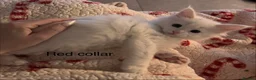 Maine Coon cats for sale: Council licensed TICA white Maine Coon kittens - Advert 3