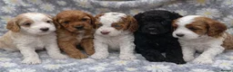 Cockapoo dogs for sale: 🐾REHOMED 🐾 Beautiful Black F1b Cockapoo 🖤 - Advert 7