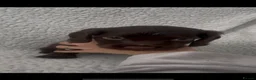 Cocker Spaniel dogs for sale: 7 Gorgeous Puppies. - Advert 17