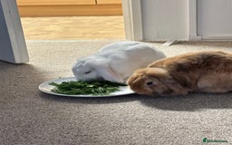 Mixed Breed rabbits for sale: New Home for my sweet Snow and Maple - Image 2