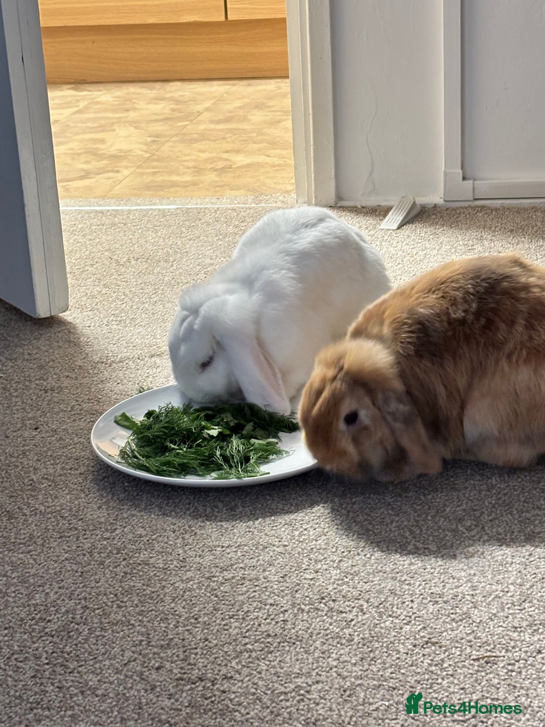 Mixed Breed rabbits for sale: New Home for my sweet Snow and Maple - Image 2