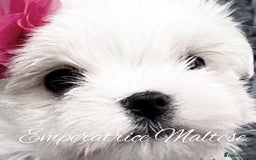 Maltese dogs for sale: Tiny KC Reg. Korean Line Maltese- by Emperatrice - Image 8