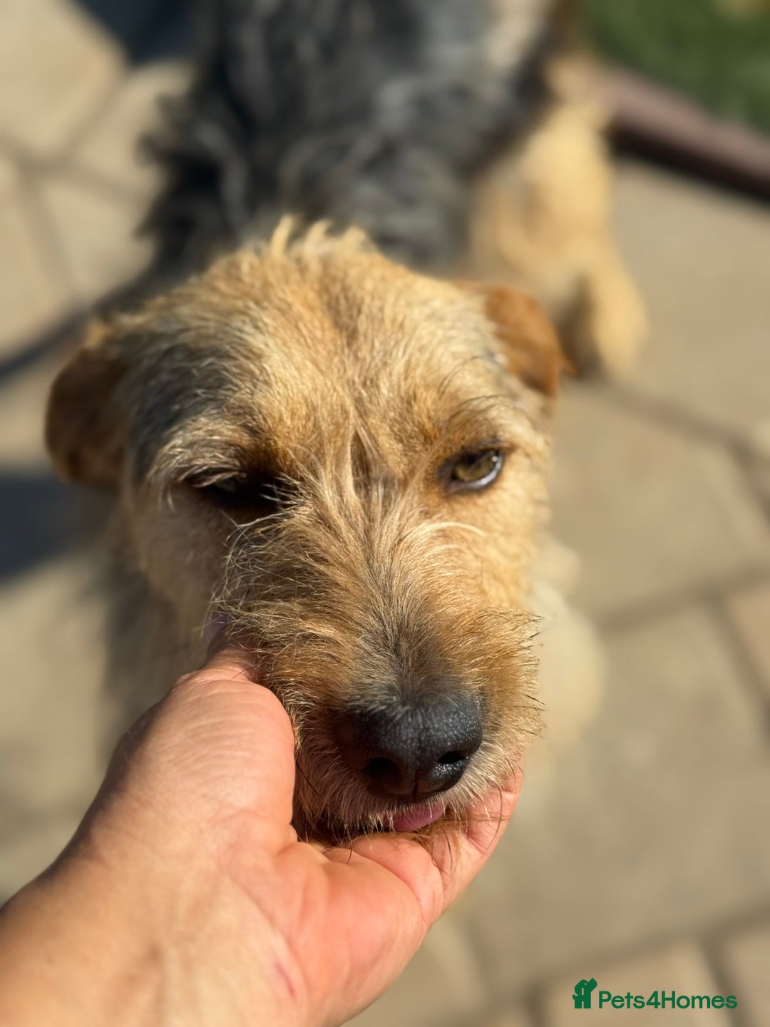 Mixed Breed dogs for adoption: Sweet Trixie Needs LOVE - Image 15