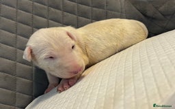 English Bull Terrier dogs for sale: Champion Bloodline English Bull Terrier Puppies  - Image 7