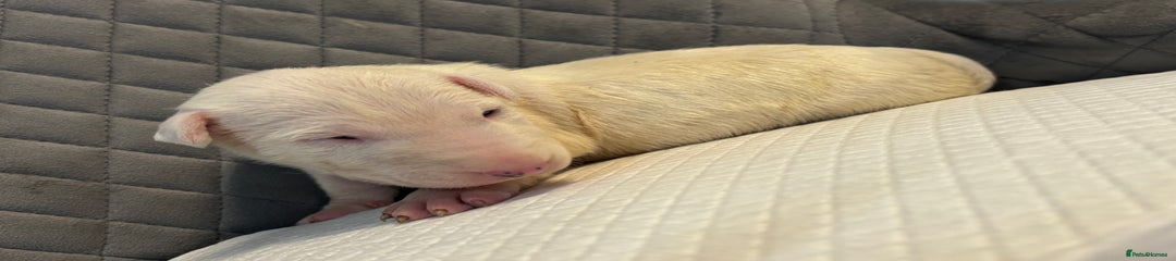 English Bull Terrier Puppy 1