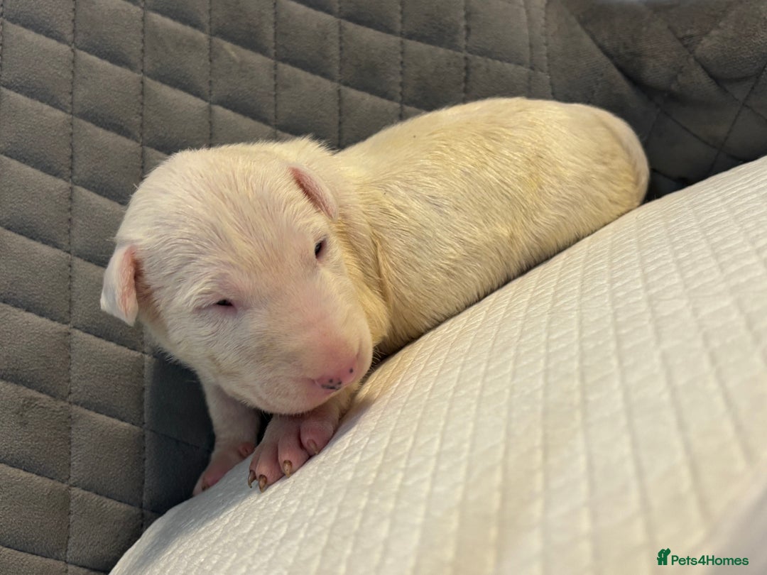 English Bull Terrier dogs for sale: Champion Bloodline English Bull Terrier Puppies  - Image 7