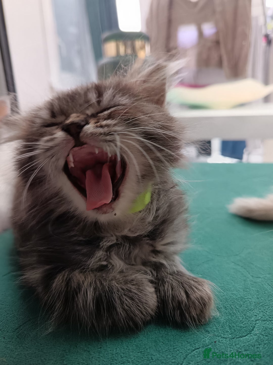 Mixed Breed cats for sale: Persian / Ragdoll boy - Image 5