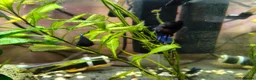 Bettas fish for sale: Bettas / Fighters mix beautiful blues & tempered  in Yelverton - Advert 8