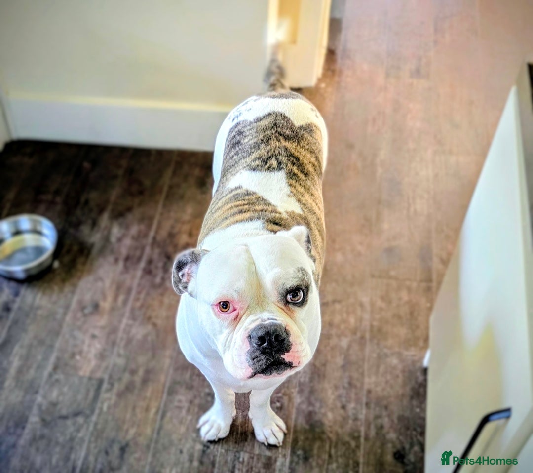 American Bulldog dogs for sale: Rescue Ozzy  - Image 6