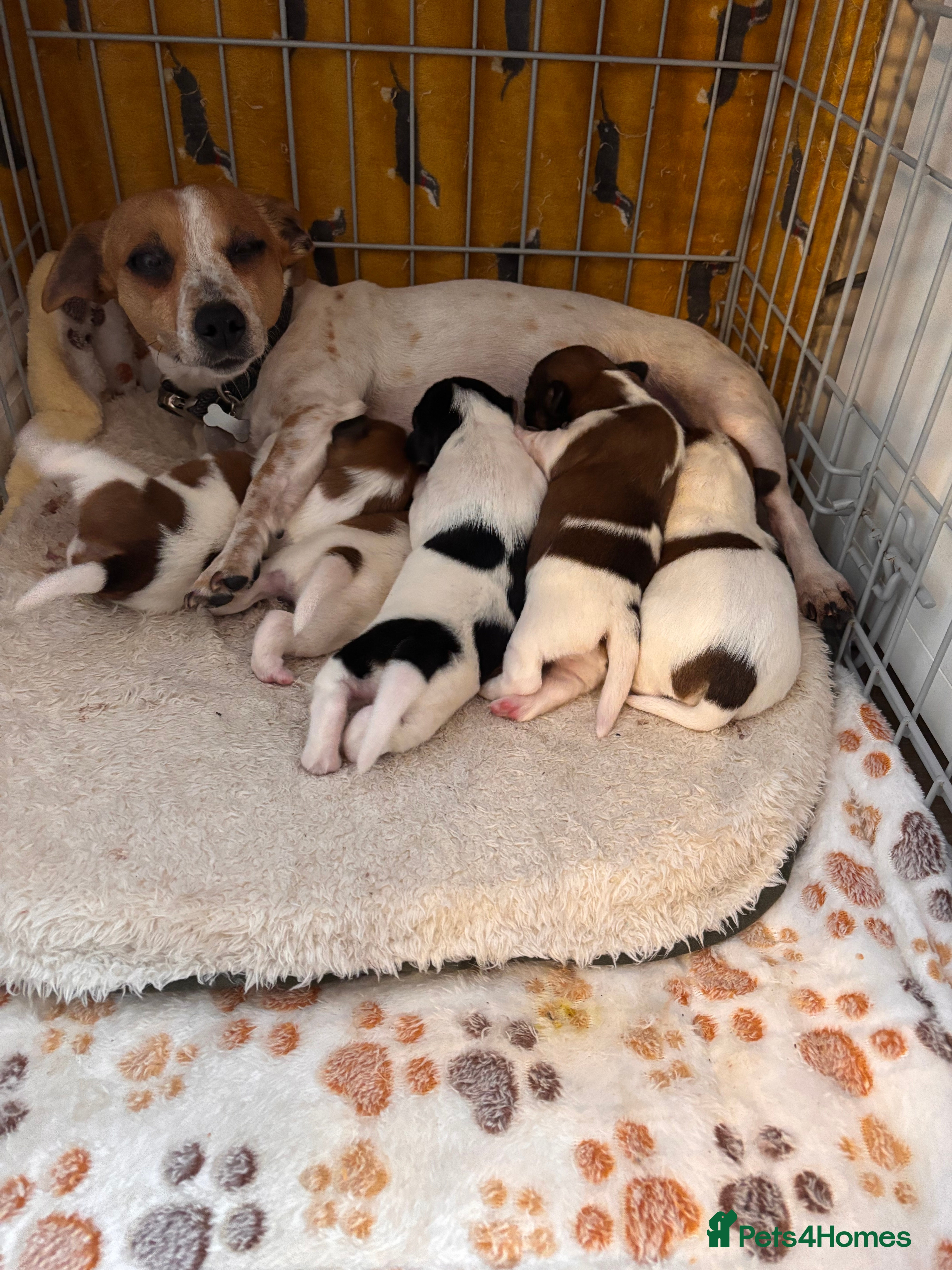 Jack Russell dogs Puppies Looking for Their Forever Homes 🐶💛 - Advert 2