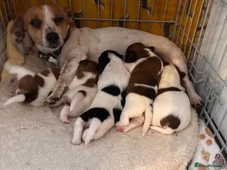 Jack Russell dogs Puppies Looking for Their Forever Homes 🐶💛 - Advert 2