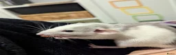 Rat rodents for sale: Gorgeous and super friendly girls in Burton-on-Trent - Advert 1