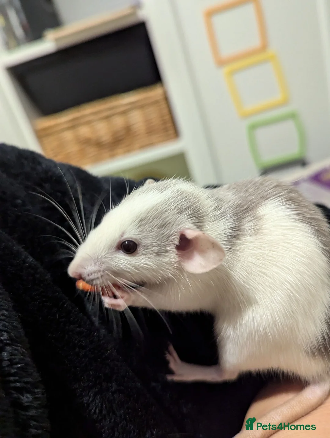 Rat rodents for sale: Gorgeous and super friendly girls in Burton-on-Trent - Advert 1
