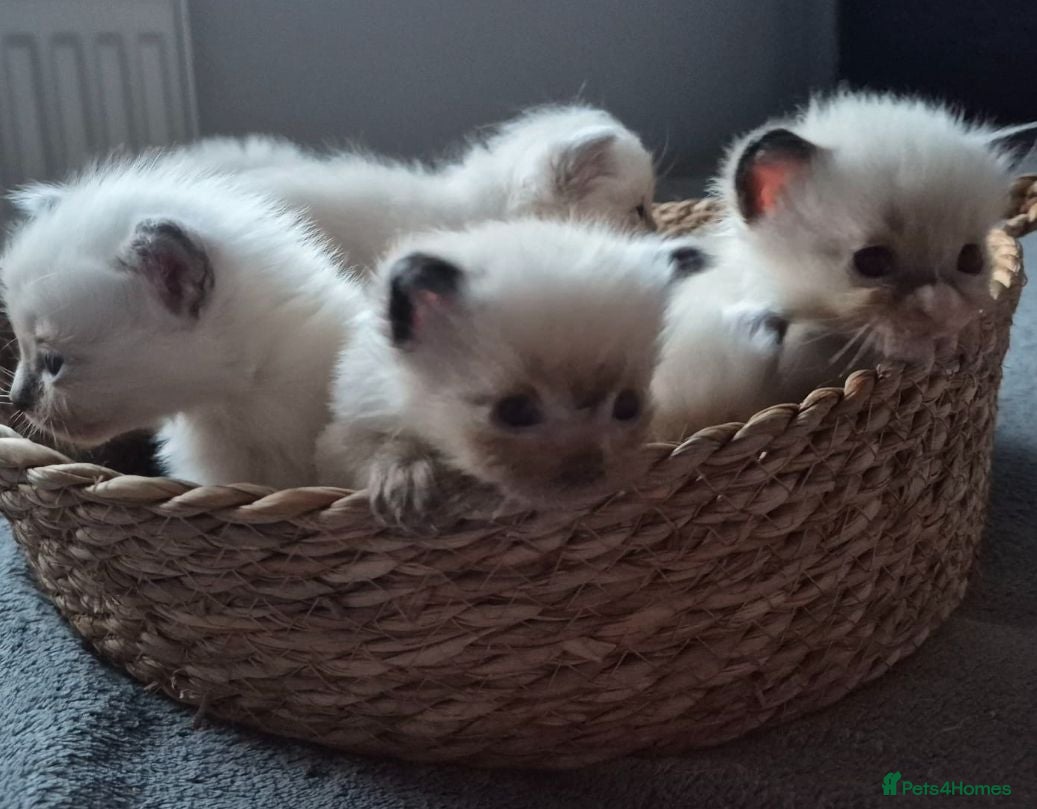 Ragdoll cats Purebred Ragdoll Kittens, Vaccinated  & Microchipp - Advert 3