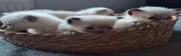 Ragdoll cats for sale: Purebred Ragdoll Kittens, Vaccinated  & Microchipp in Bradford - Advert 1