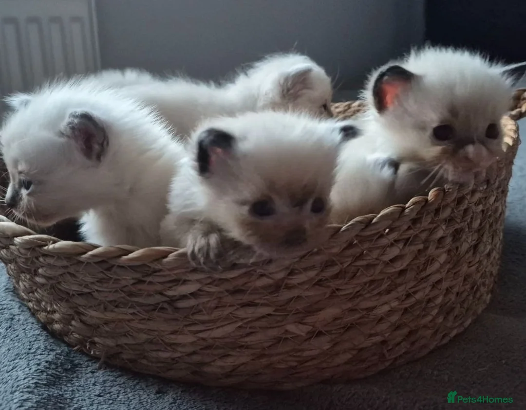 Ragdoll cats for sale: Purebred Ragdoll Kittens, Vaccinated  & Microchipp in Bradford - Advert 1