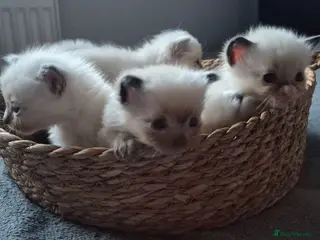 Ragdoll cats Purebred Ragdoll Kittens, Vaccinated & Microchipp - Advert 4