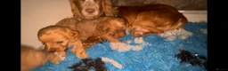 Cockapoo dogs for sale: Cockapoo pups - Advert 15