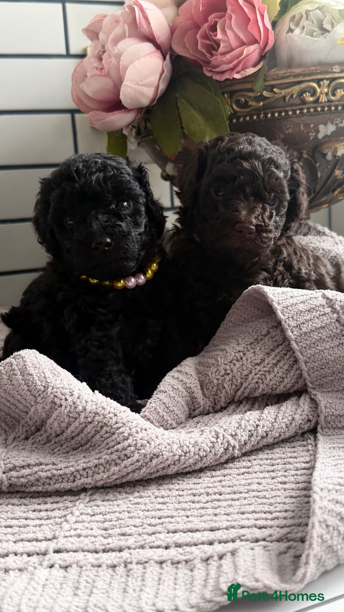 Toy Poodle dogs Male and Female available for reservation! - Advert 1