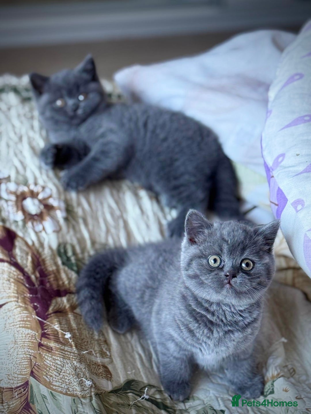 British Shorthair cats for sale: British Shorthair Kitten - Advert 3