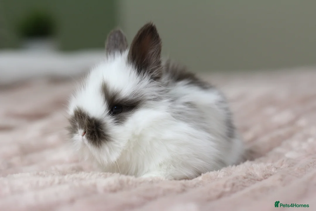 Angora rabbits for sale: Angora X bunny rabbits  - Advert 10