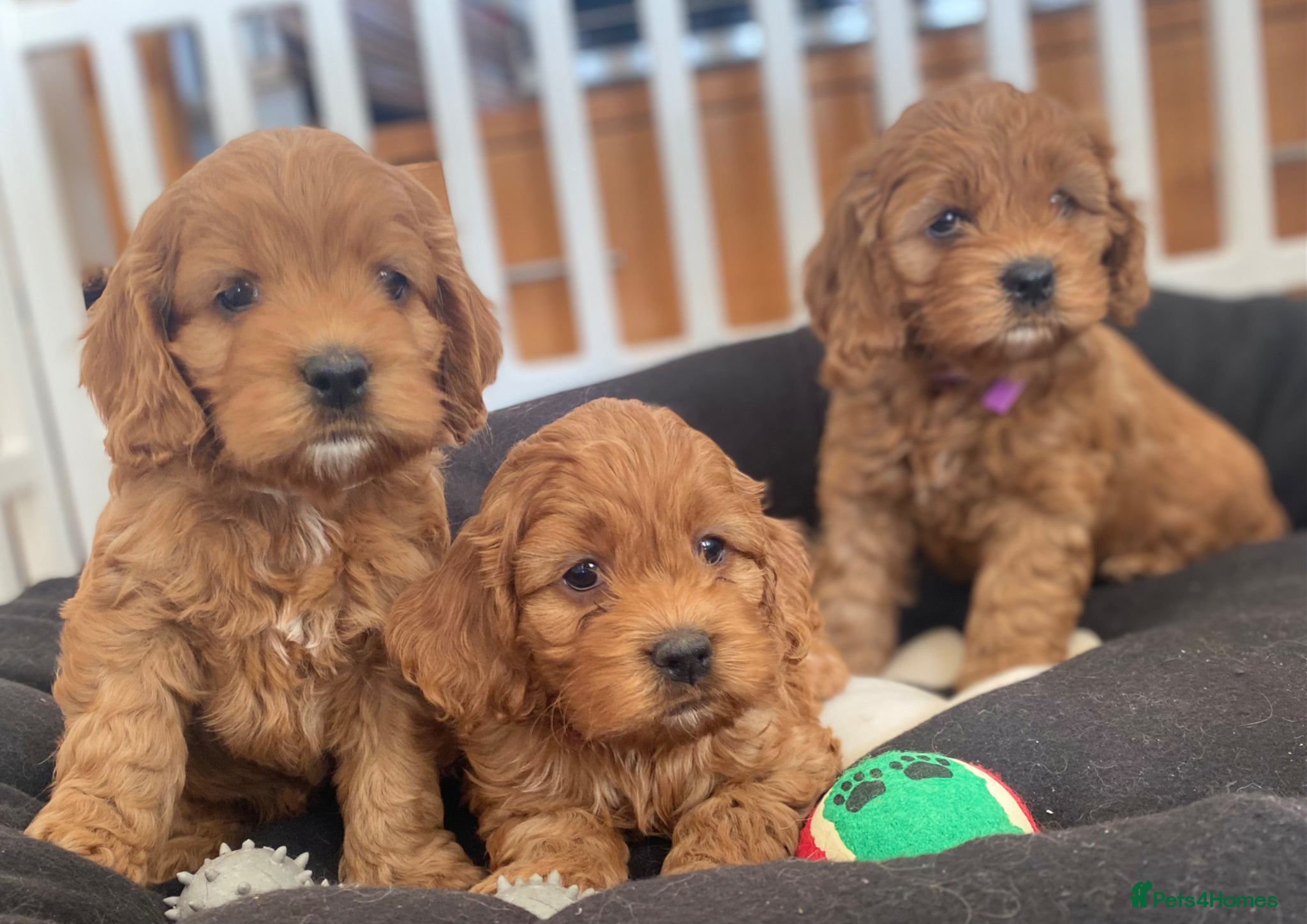 Cockapoo dogs American Cockapoo pups. F1 Health tested Parents - Advert 5