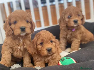 Cockapoo dogs American Cockapoo pups. F1 Health tested Parents - Advert 5