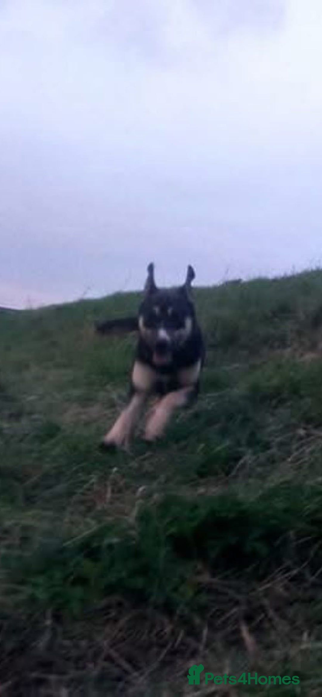 Mixed Breed dogs for adoption: Ralph - Norwich Norfolk  - Advert 11